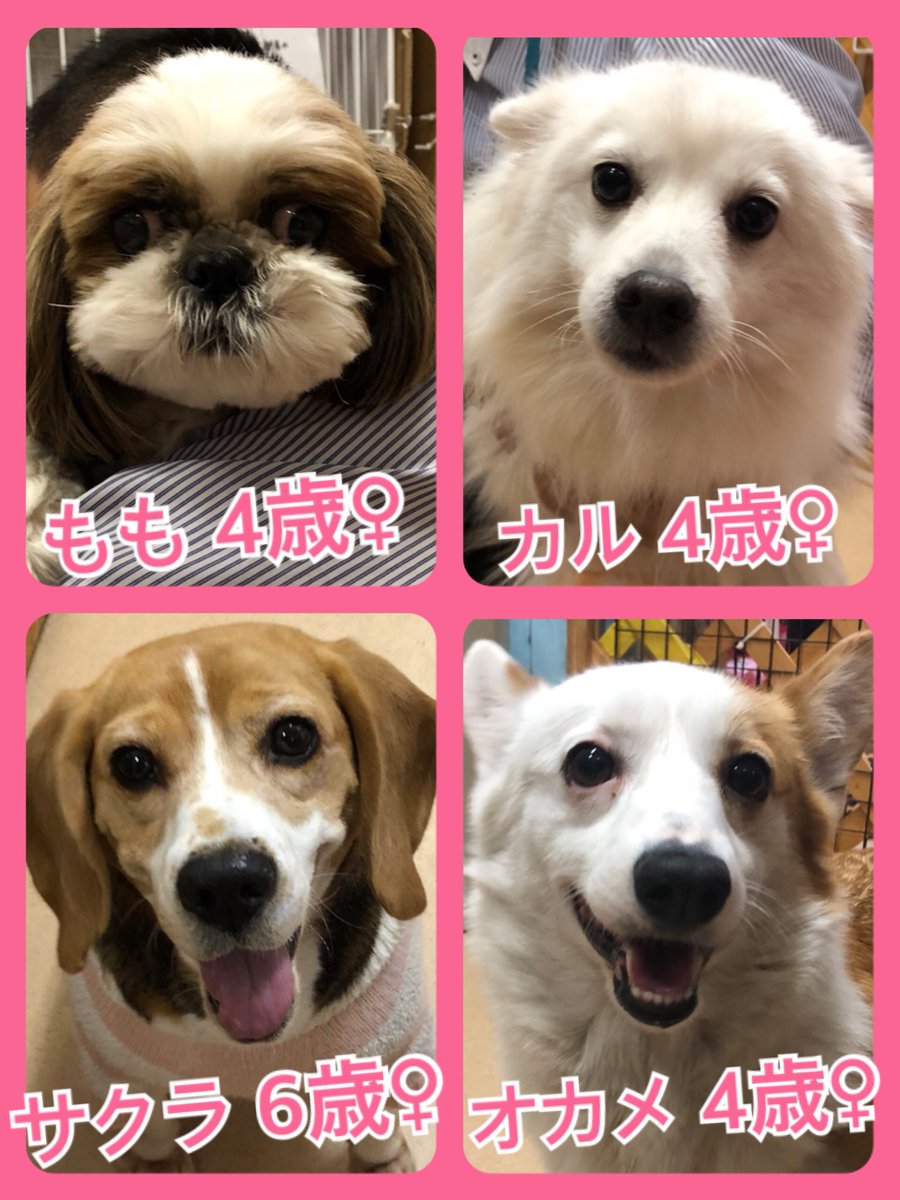 🐾今日の里親様募集中ワンコ🐶メンバーです🐾2019,12,10